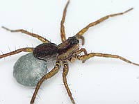 Pardosa nigriceps
