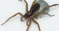 Pardosa nigriceps