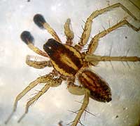 Pardosa nigriceps