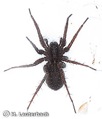 Pardosa paludicola