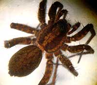 Pardosa paludicola