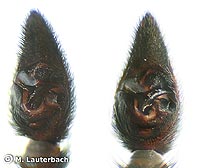 Pardosa paludicola