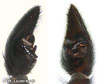 Pardosa paludicola