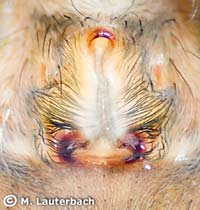 Pardosa paludicola