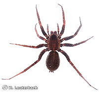Pardosa paludicola