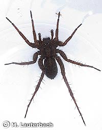 Pardosa paludicola