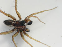 Pardosa palustris