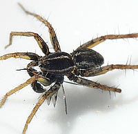 Pardosa palustris