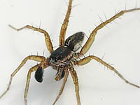 Pardosa palustris