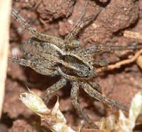 Pardosa palustris