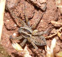 Pardosa palustris