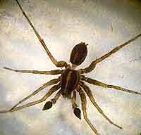 Pardosa palustris
