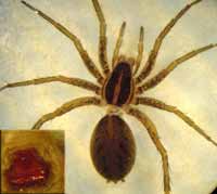 Pardosa palustris