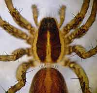 Pardosa palustris
