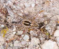 Pardosa palustris