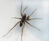 Pardosa palustris
