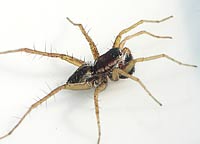 Pardosa palustris