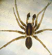 Pardosa palustris