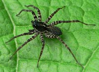 Pardosa prativaga
