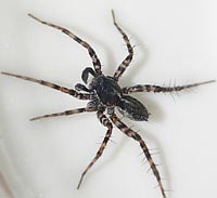 Pardosa prativaga