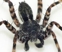 Pardosa prativaga