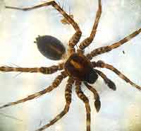 Pardosa prativaga