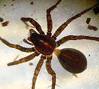 Pardosa pullata