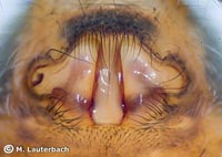 Pardosa pullata
