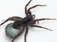 Pardosa pullata