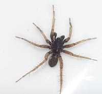 Pardosa pullata