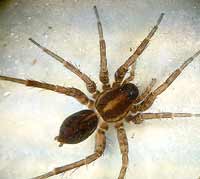 Pardosa pullata