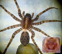 Pardosa riparia