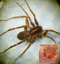 Pardosa riparia