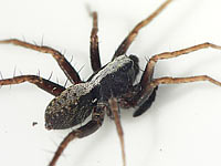 Pardosa saltans