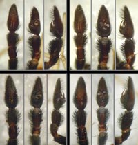 Pardosa saltans