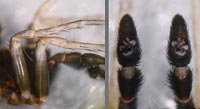 Pardosa saltans