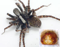 Pardosa saltans