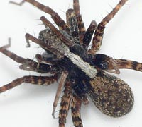 Pardosa saltans