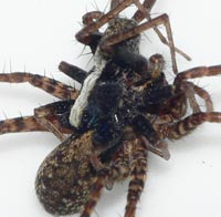 Pardosa saltans