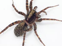 Pardosa saltans
