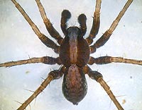 Pardosa saltans