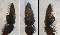 Pardosa saltans