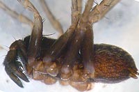 Pardosa saltans