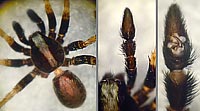 Pardosa saltans