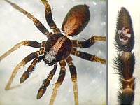 Pardosa saltans