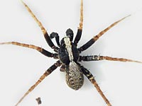 Pardosa saltans