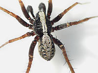 Pardosa saltans