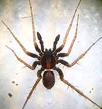 Pardosa saltans