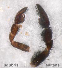 Pardosa lugubris versus saltans