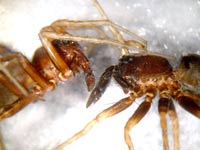 Pardosa lugubris versus saltans